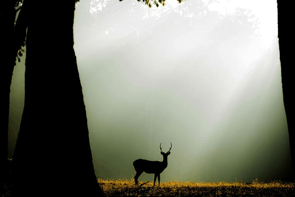 BANDHAVGARH – KANHA (250 KM 6 HRS)