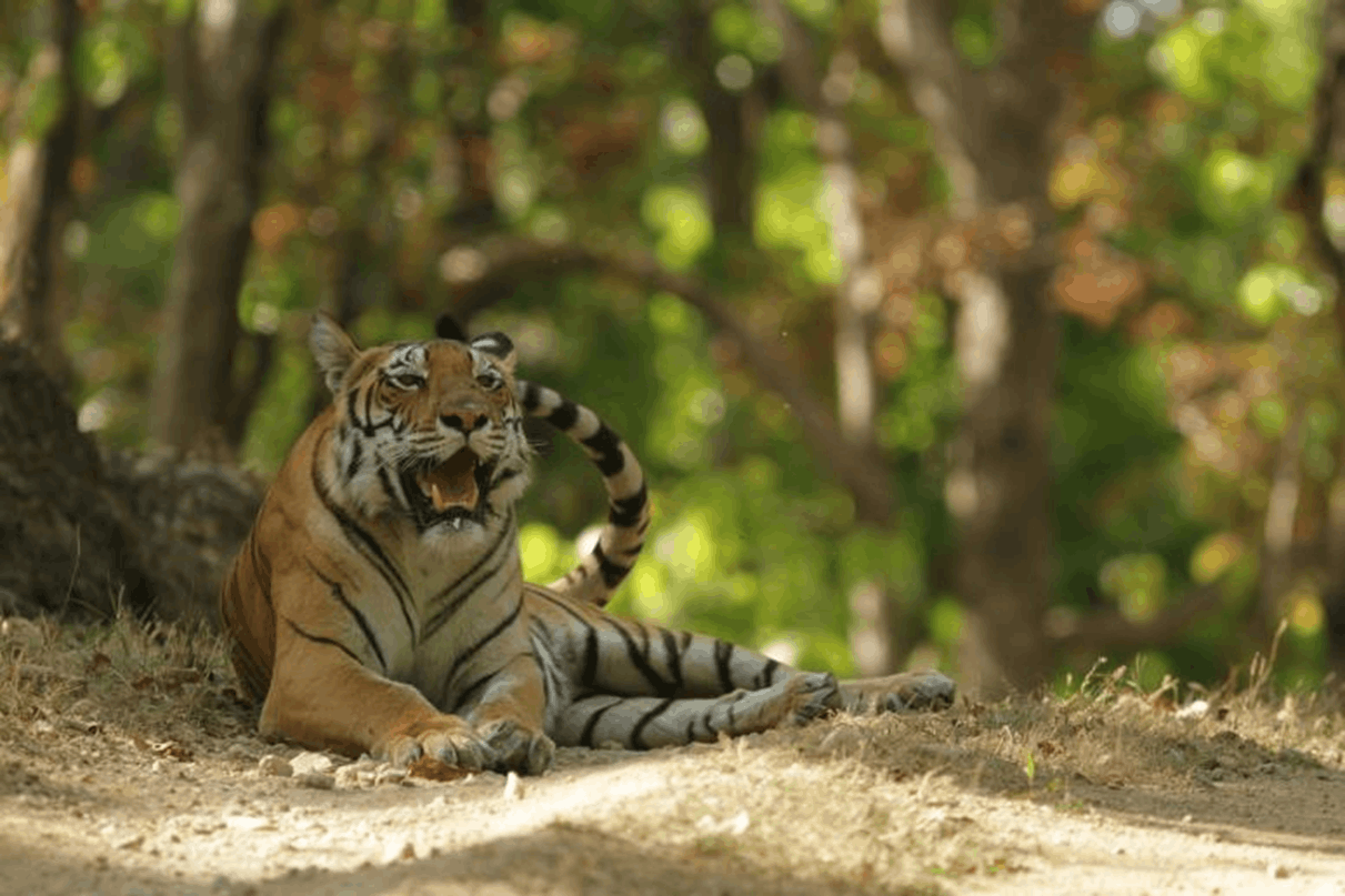 IN KANHA