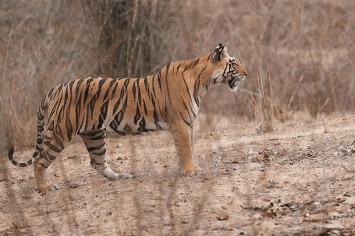KHAJURAHO – BANDHAVGARH (250 KM 6 HRS)