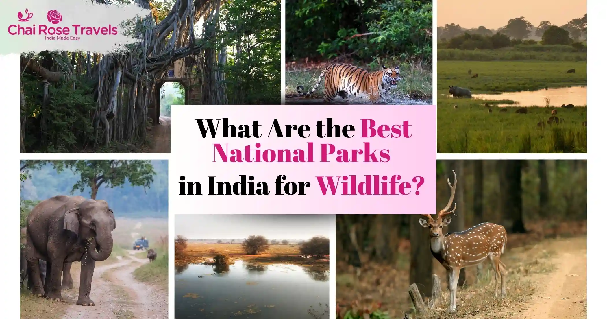 What Are the Best National Parks in India for Wildlife